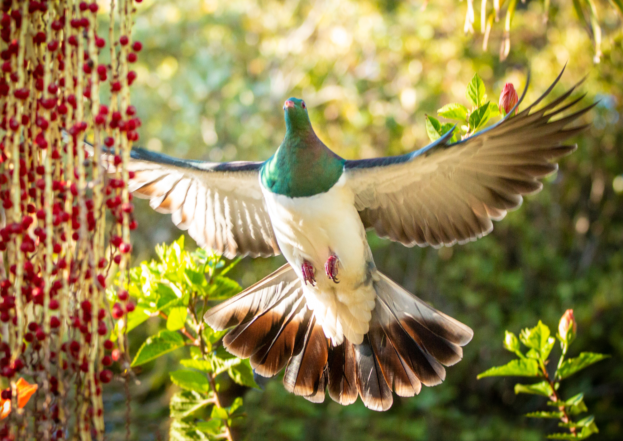 Kereru Landing